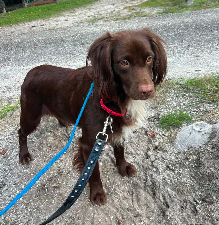 Cocoa - Irish Setter