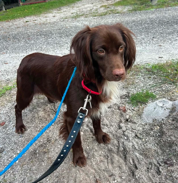Cocoa