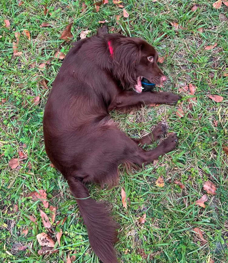Cocoa image 4