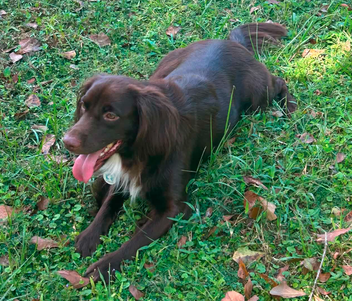 Cocoa (Adoption Pending), photo 8