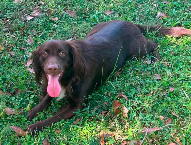 Cocoa image 2
