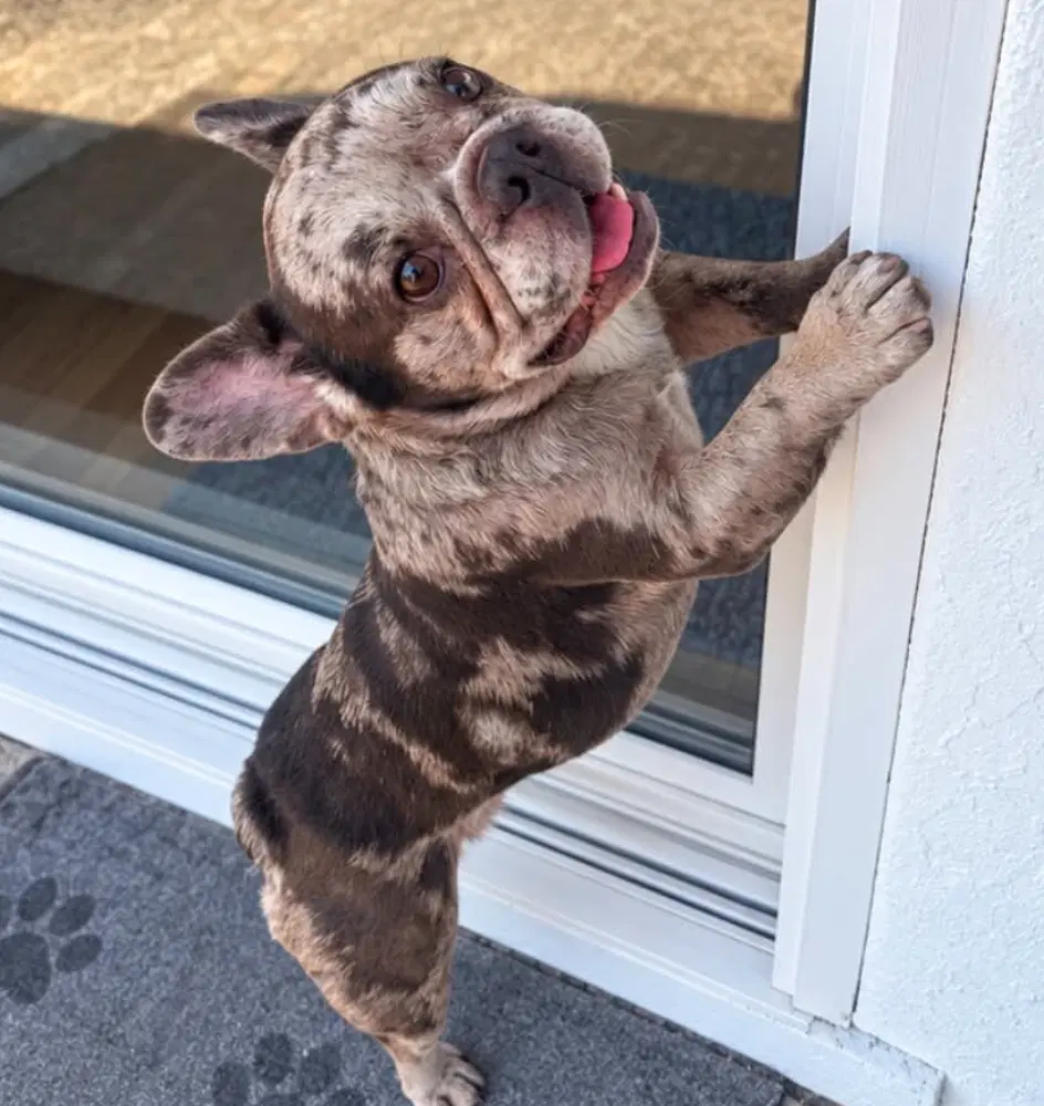 Puzzle - French Bulldog