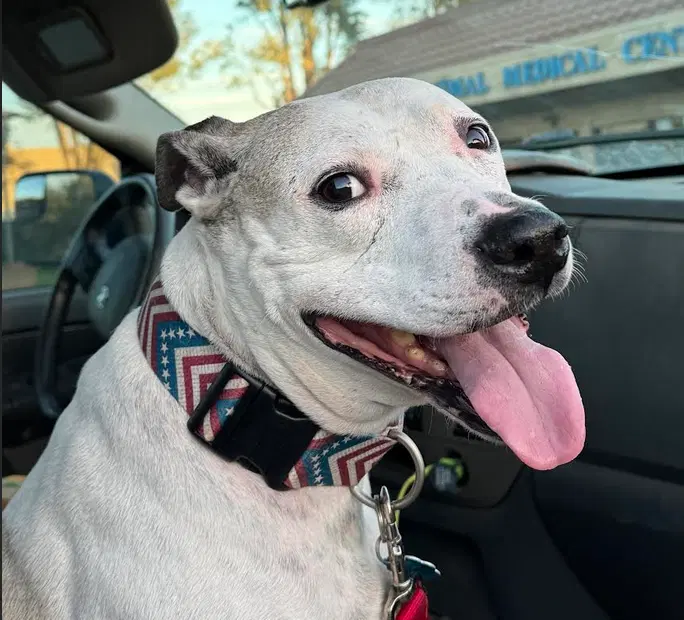 Luke - Pit Bull Terrier