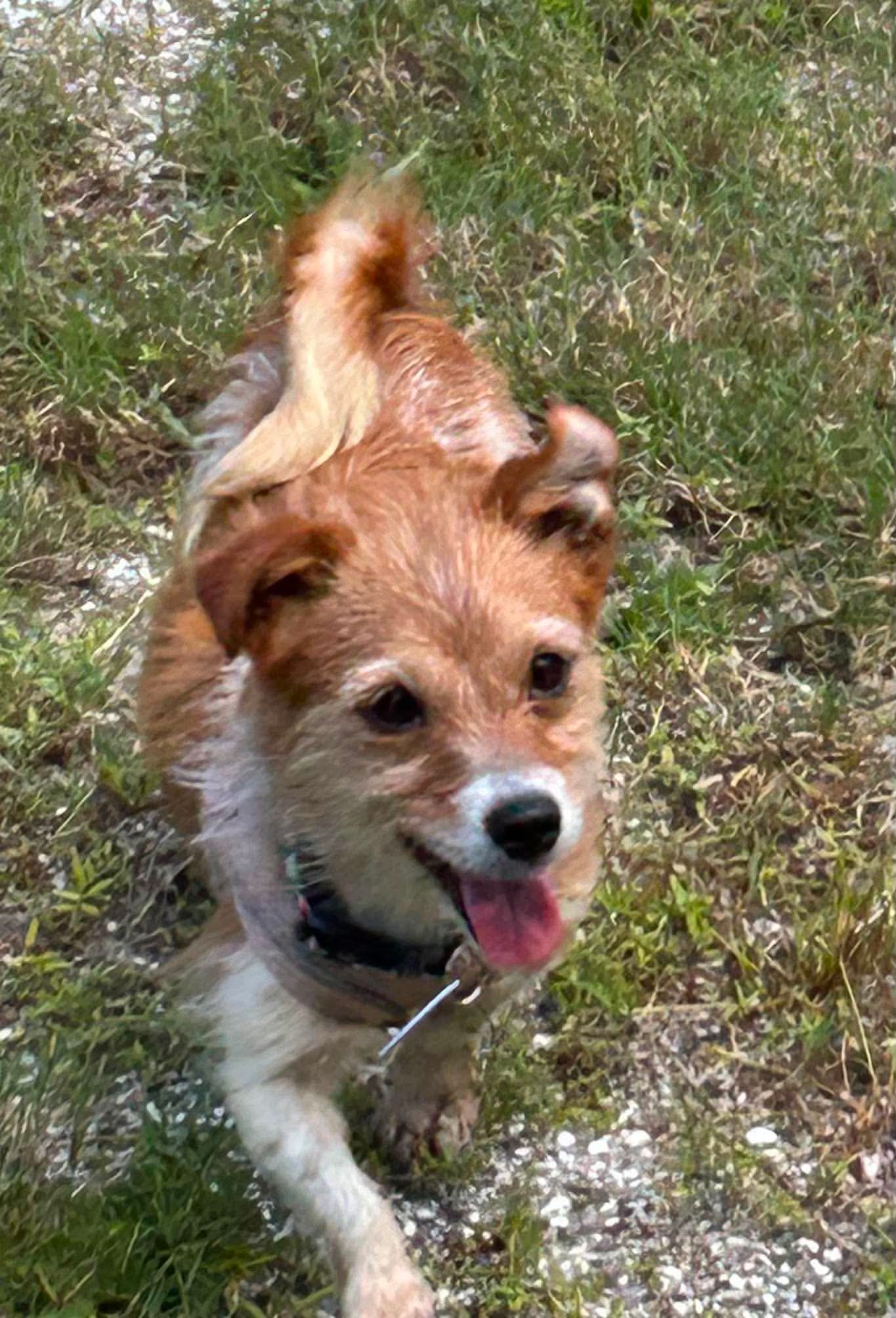 Miss Mitt (Must be adopted with Milo), photo 3