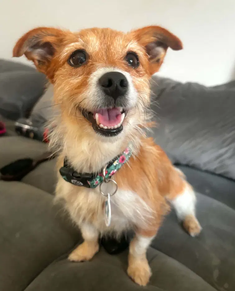 Miss Mitt Must Be Adopted With Milo - Terrier