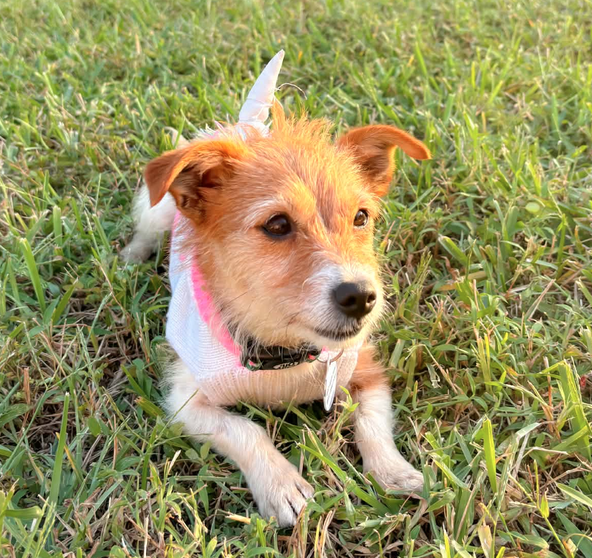Miss Mitt (Must be adopted with Milo), photo 5
