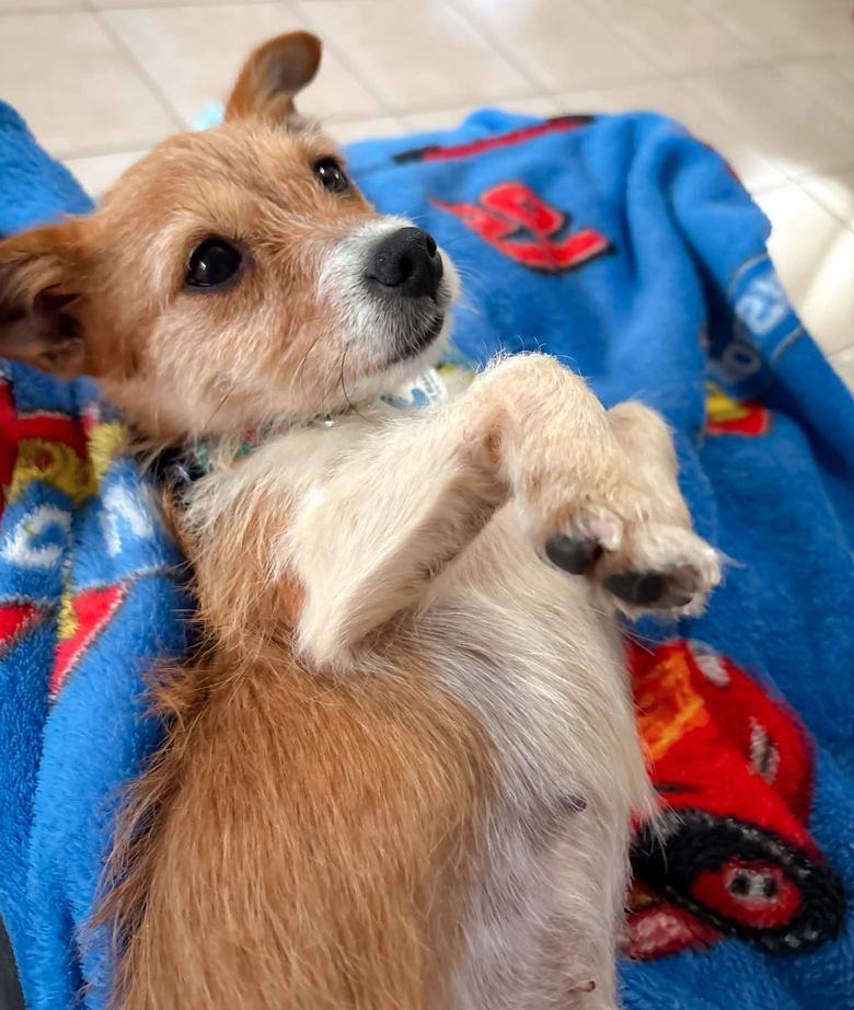 Miss Mitt (Must be adopted with Milo), photo 4