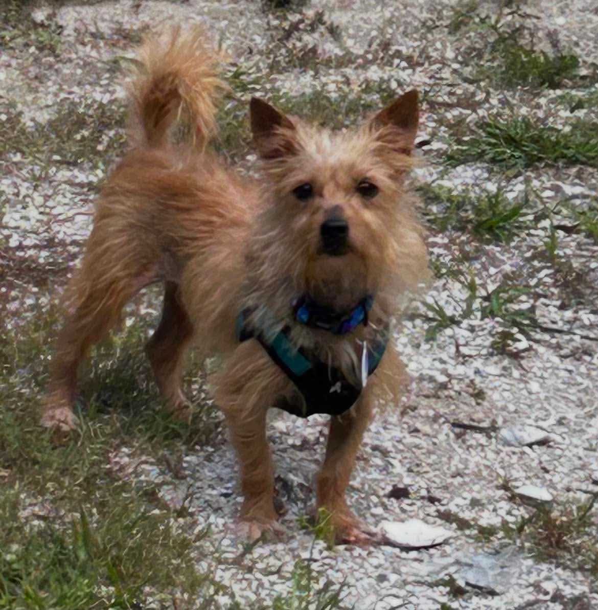 Milo (Must be adopted with Miss Mitt), photo 7