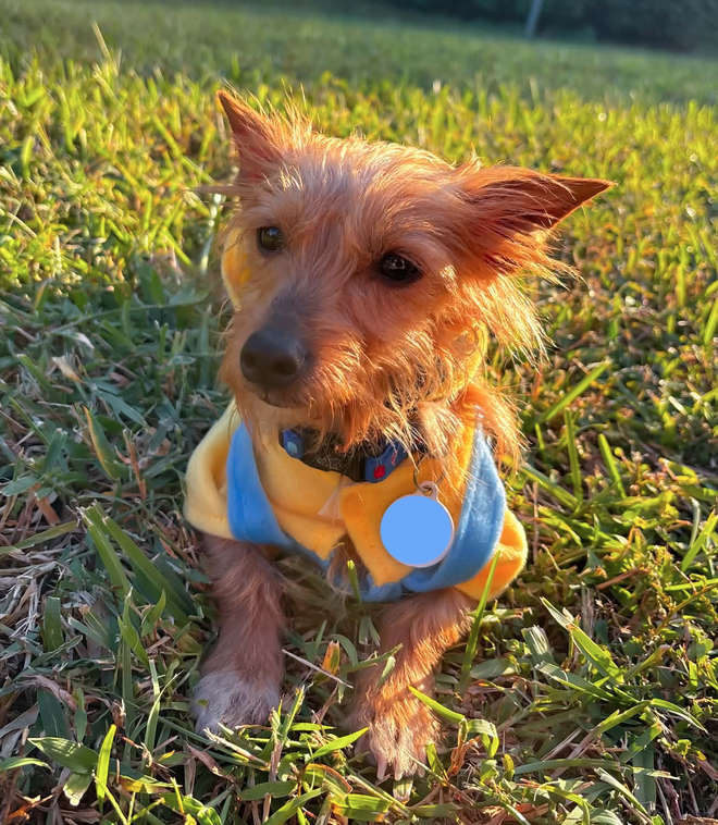 Milo (Must be adopted with Miss Mitt)