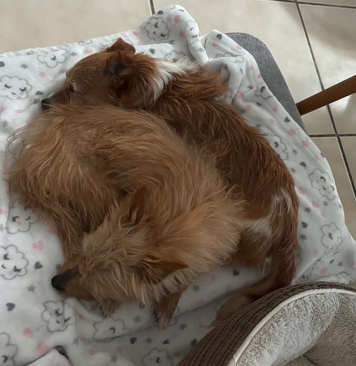 Milo (Must be adopted with Miss Mitt), photo 6