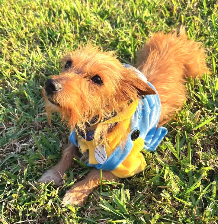 Milo Must Be Adopted With Miss Mitt image 3
