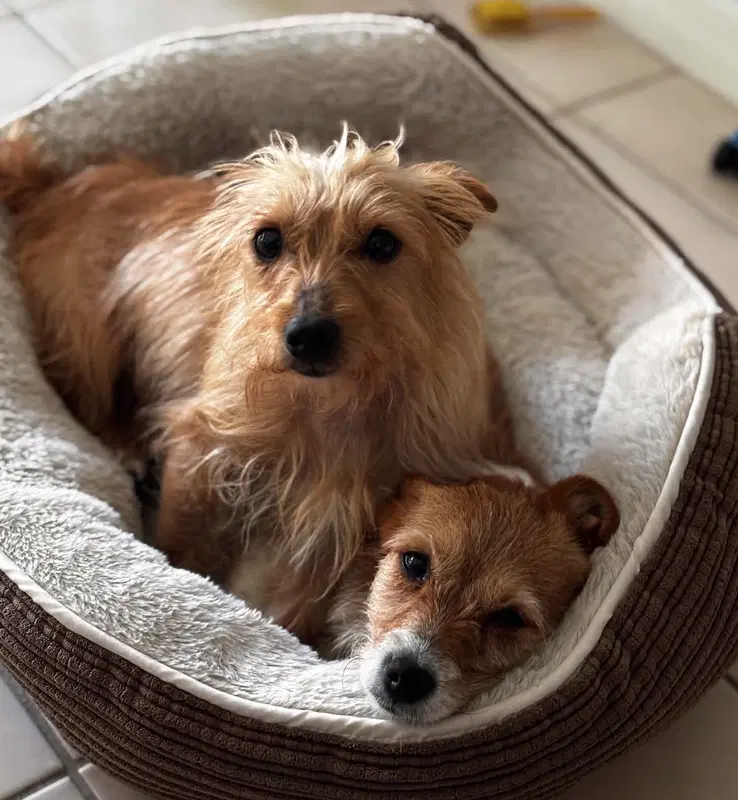 Milo Must Be Adopted With Miss Mitt image 2