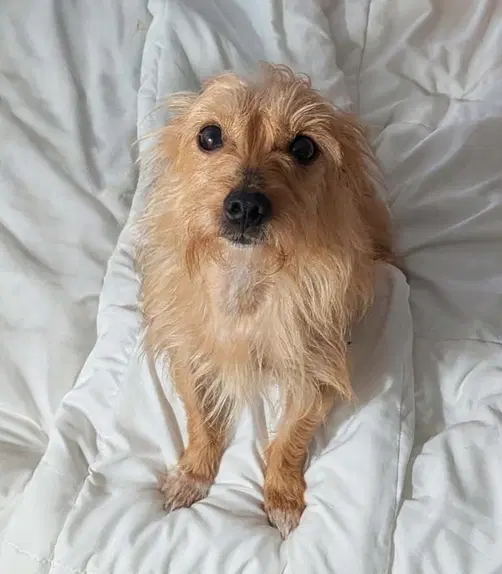 Milo Must Be Adopted With Miss Mitt image 4