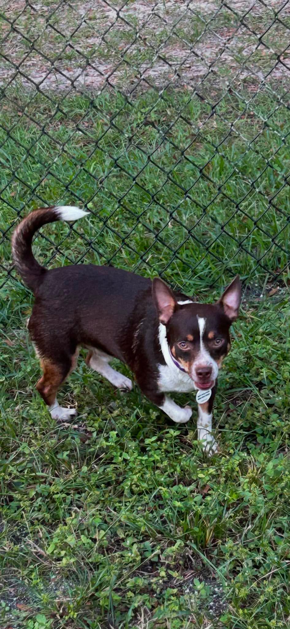 Emmett, photo 5