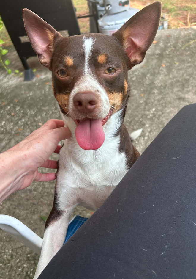 Emmett