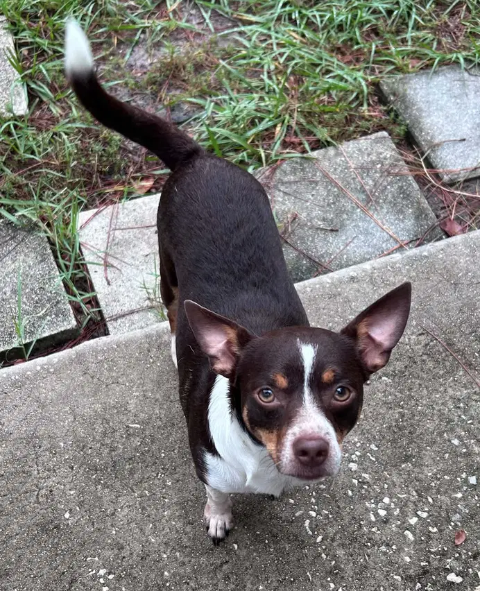 Emmett image 3