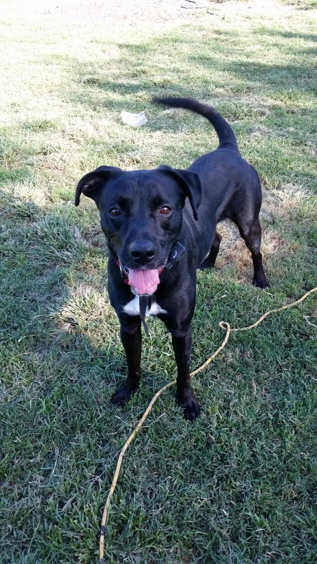 adoptable Dog in Lakehills, TX named Jeter
