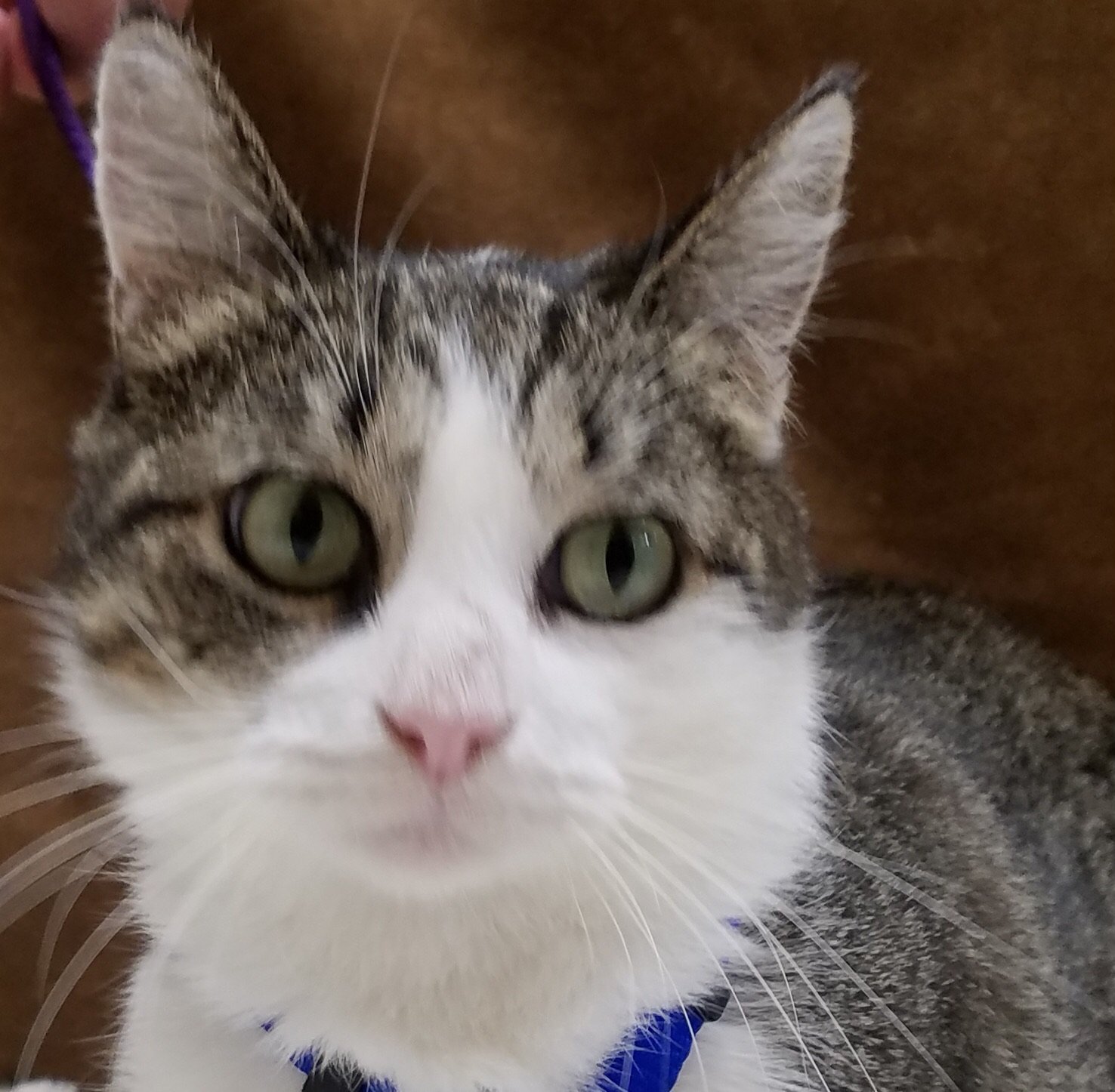adoptable Cat in Lakehills, TX named Nani