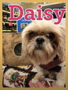 Daisy