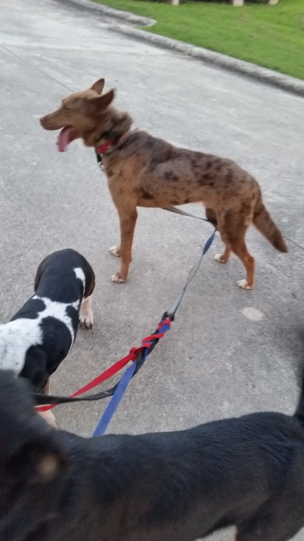 adoptable Dog in Lakehills, TX named Kodiak