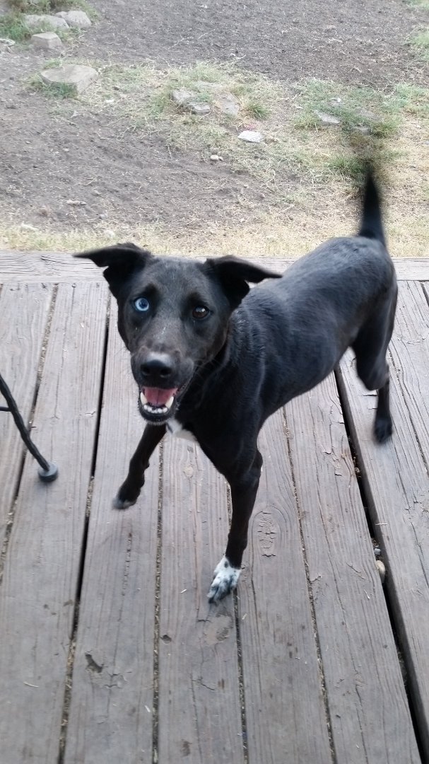 adoptable Dog in Lakehills, TX named Milan