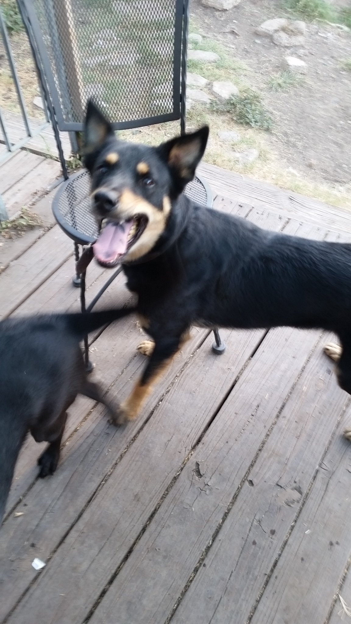 adoptable Dog in Lakehills, TX named Hudson
