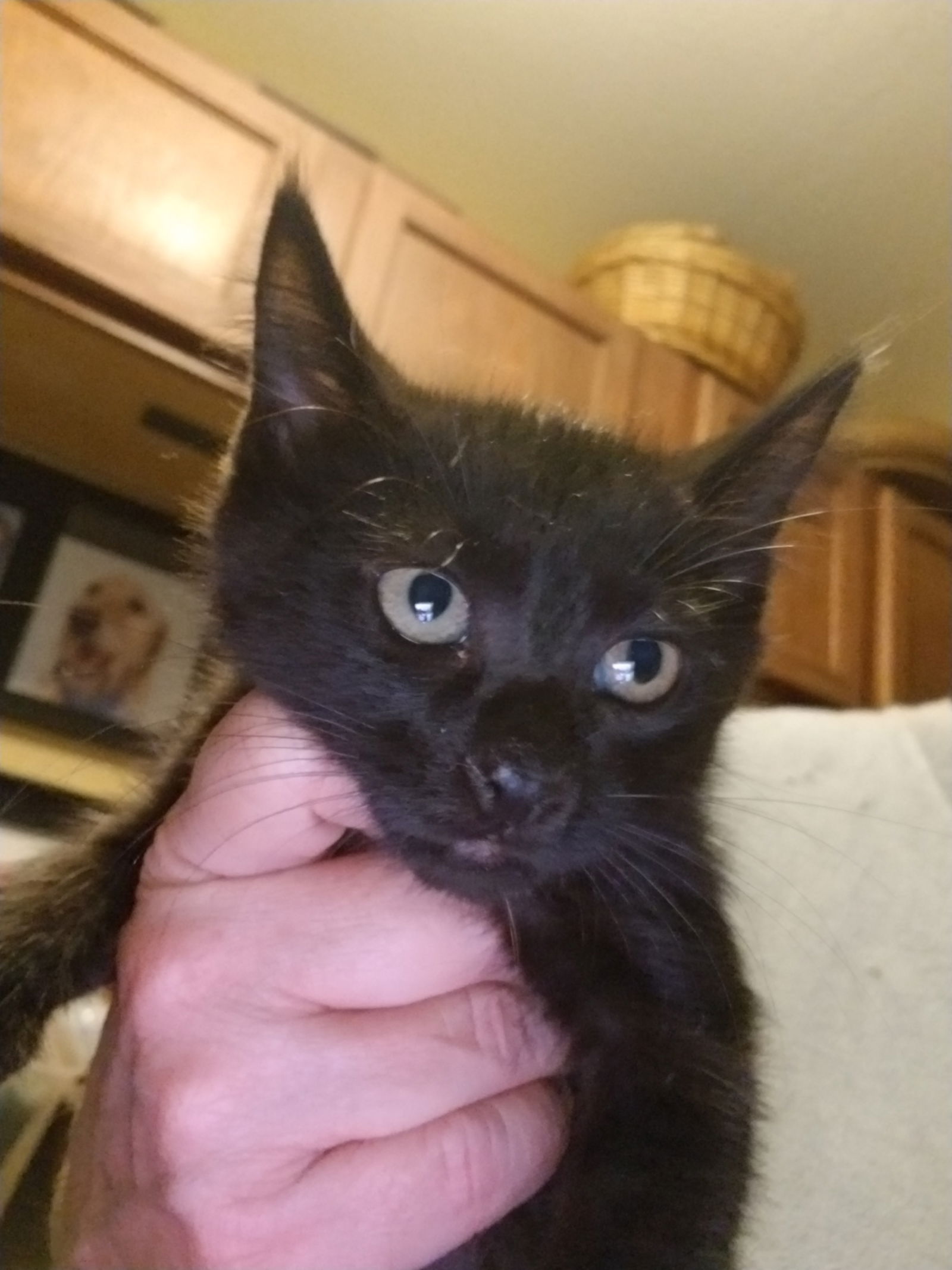 adoptable Cat in Lakehills, TX named Nyx