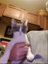 adoptable Cat in lakehills, TX named Nikki