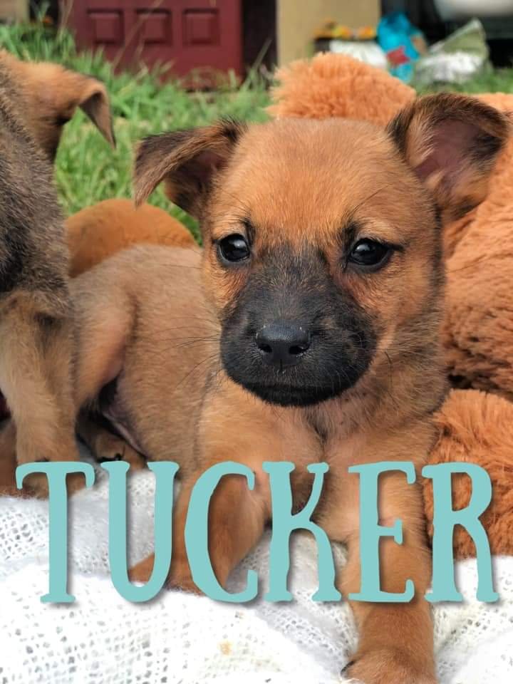 adoptable Dog in Lakehills, TX named Tucker