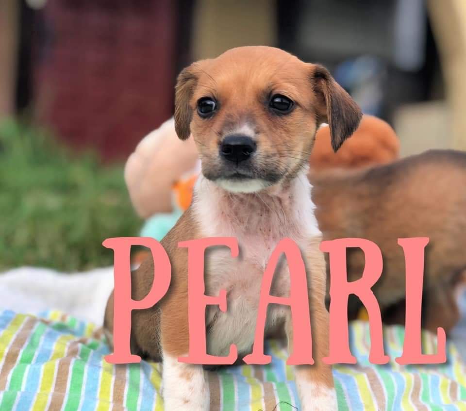adoptable Dog in Lakehills, TX named Pearl