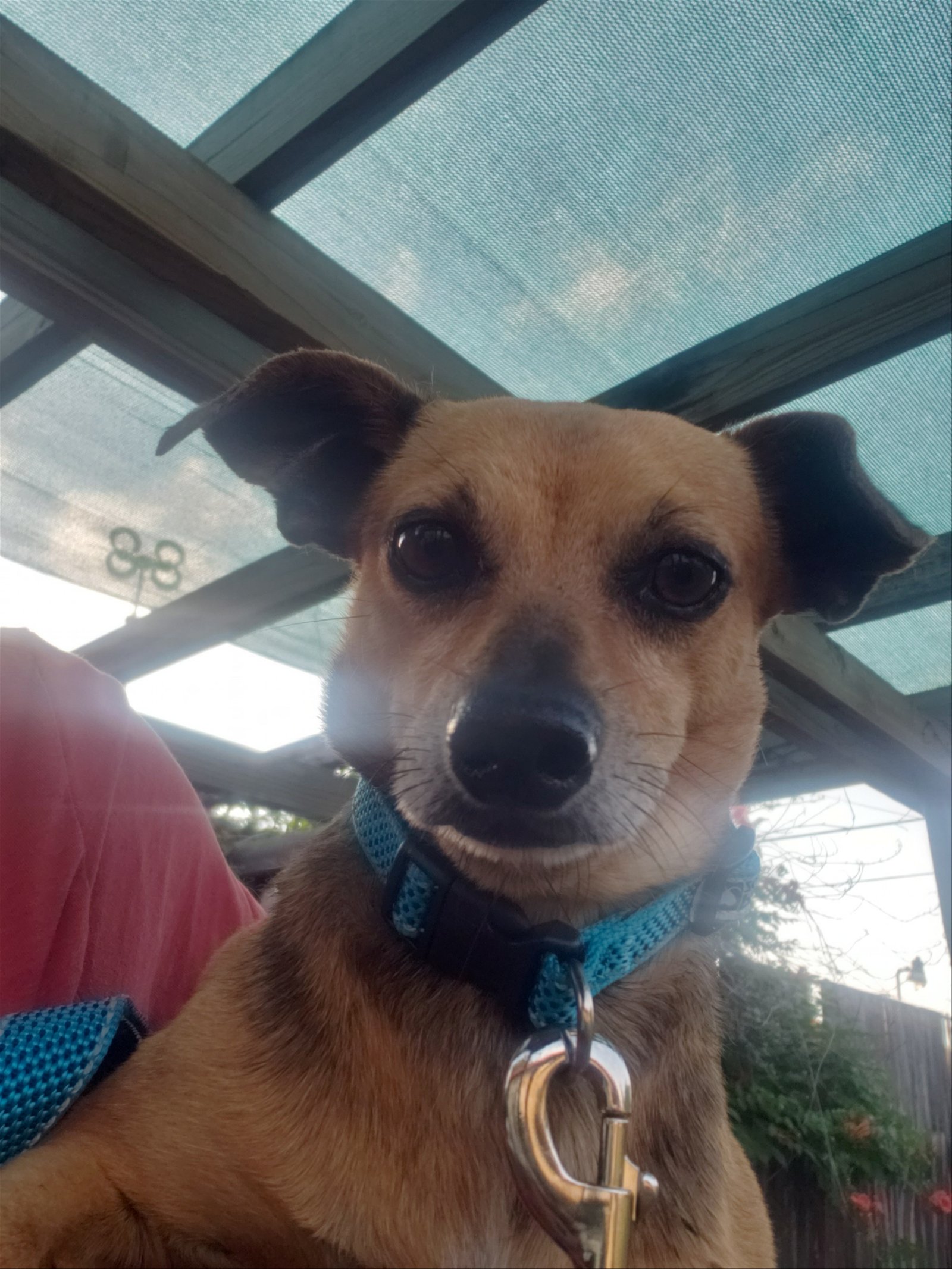 adoptable Dog in Lakehills, TX named Rocket man