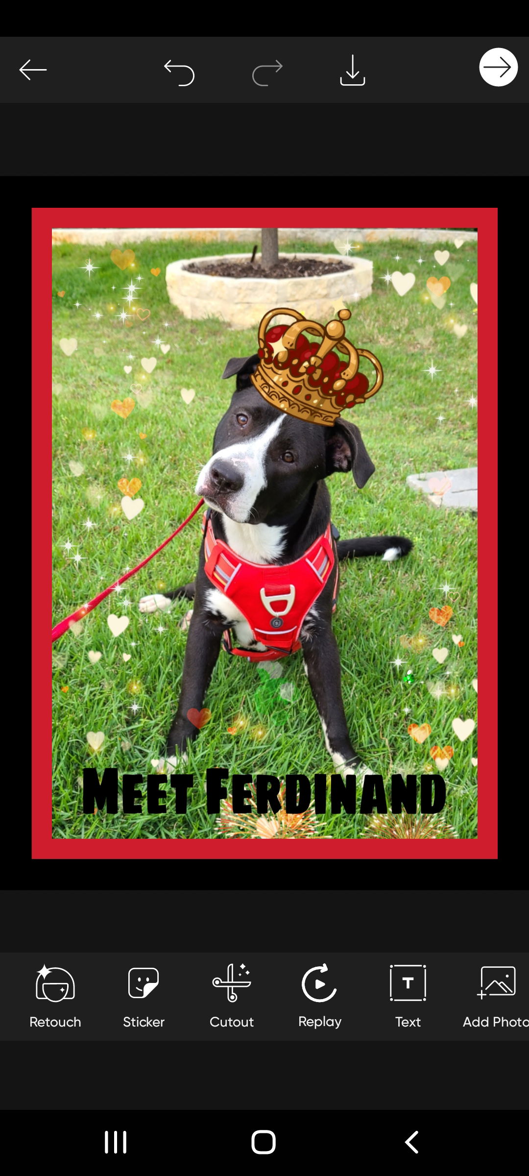 adoptable Dog in Lakehills, TX named Ferdinand