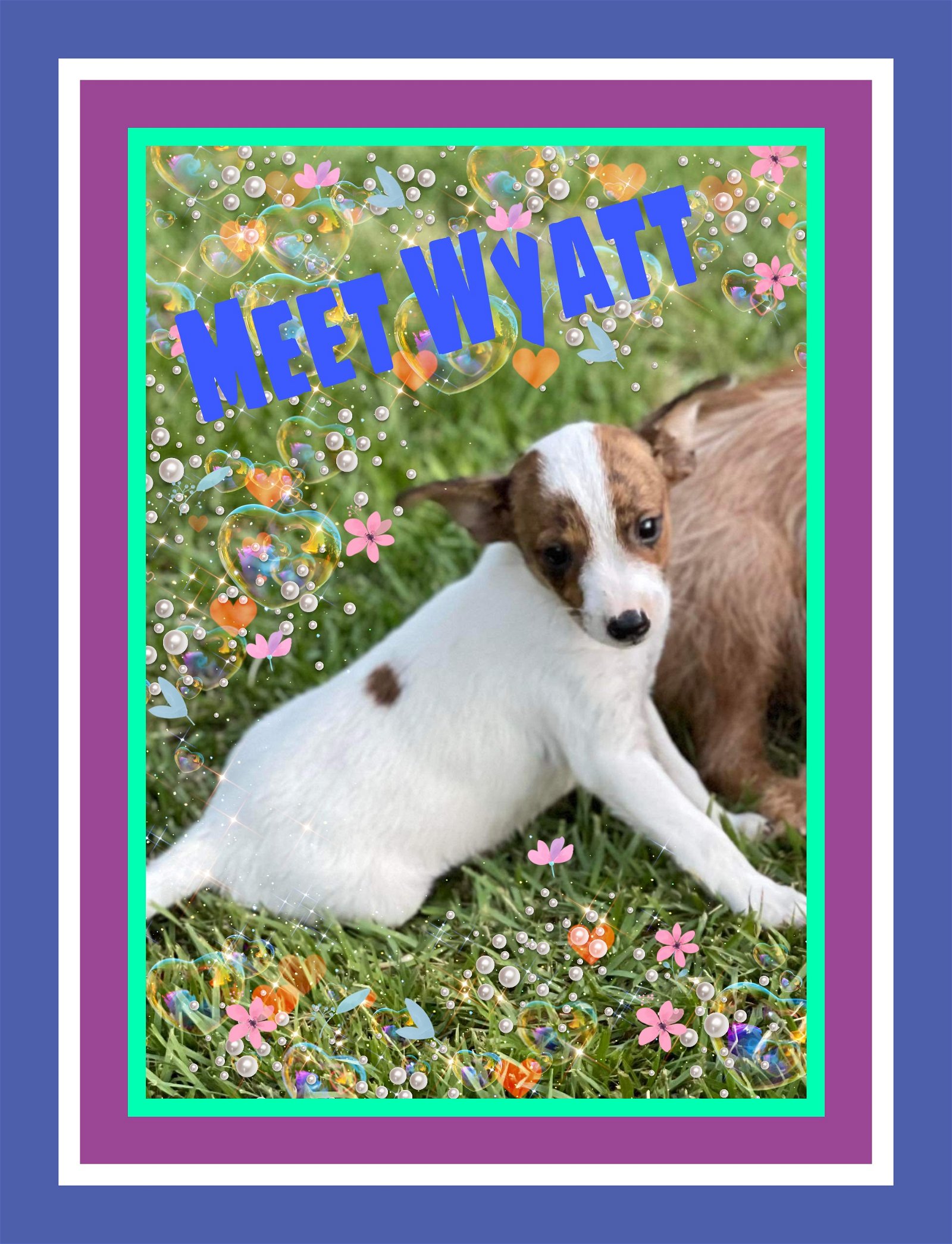 adoptable Dog in Lakehills, TX named wyatt
