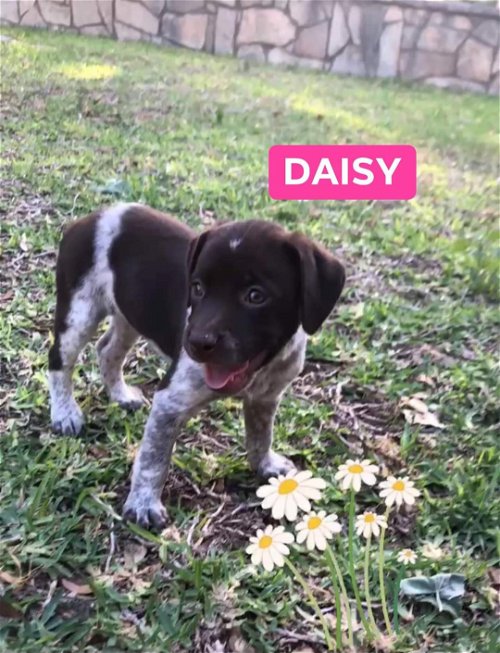 Daisy Duke
