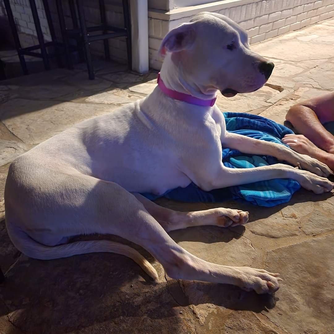 adoptable Dog in Lakehills, TX named frida
