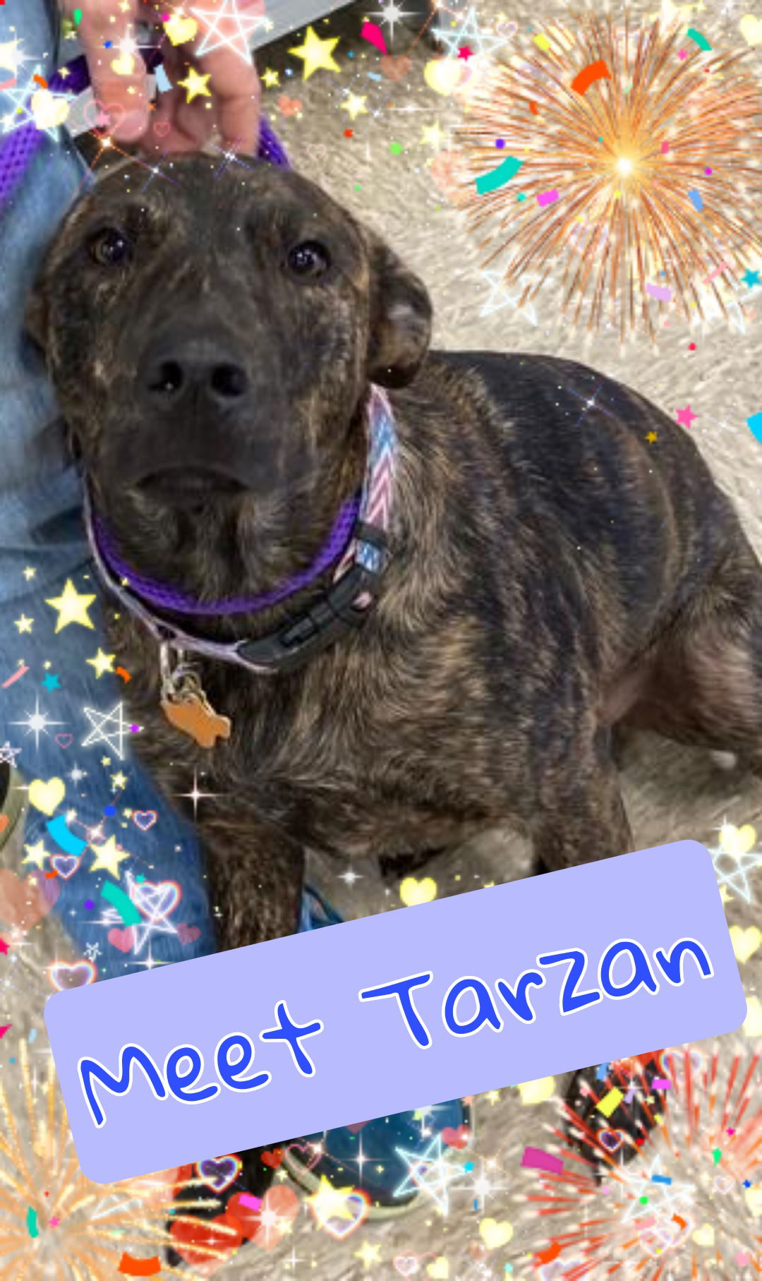 adoptable Dog in Lakehills, TX named tarzan