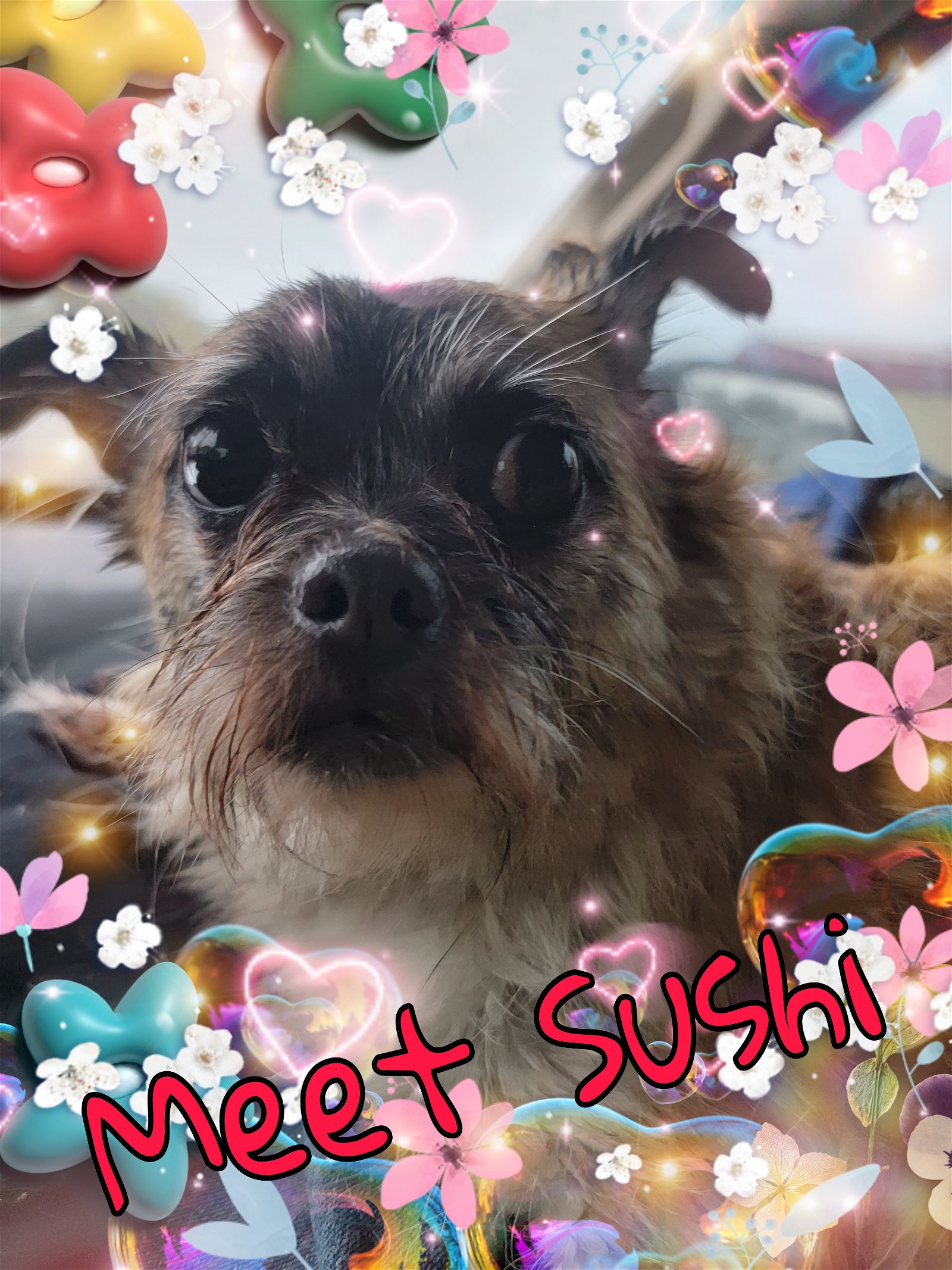 adoptable Dog in Lakehills, TX named Sushi