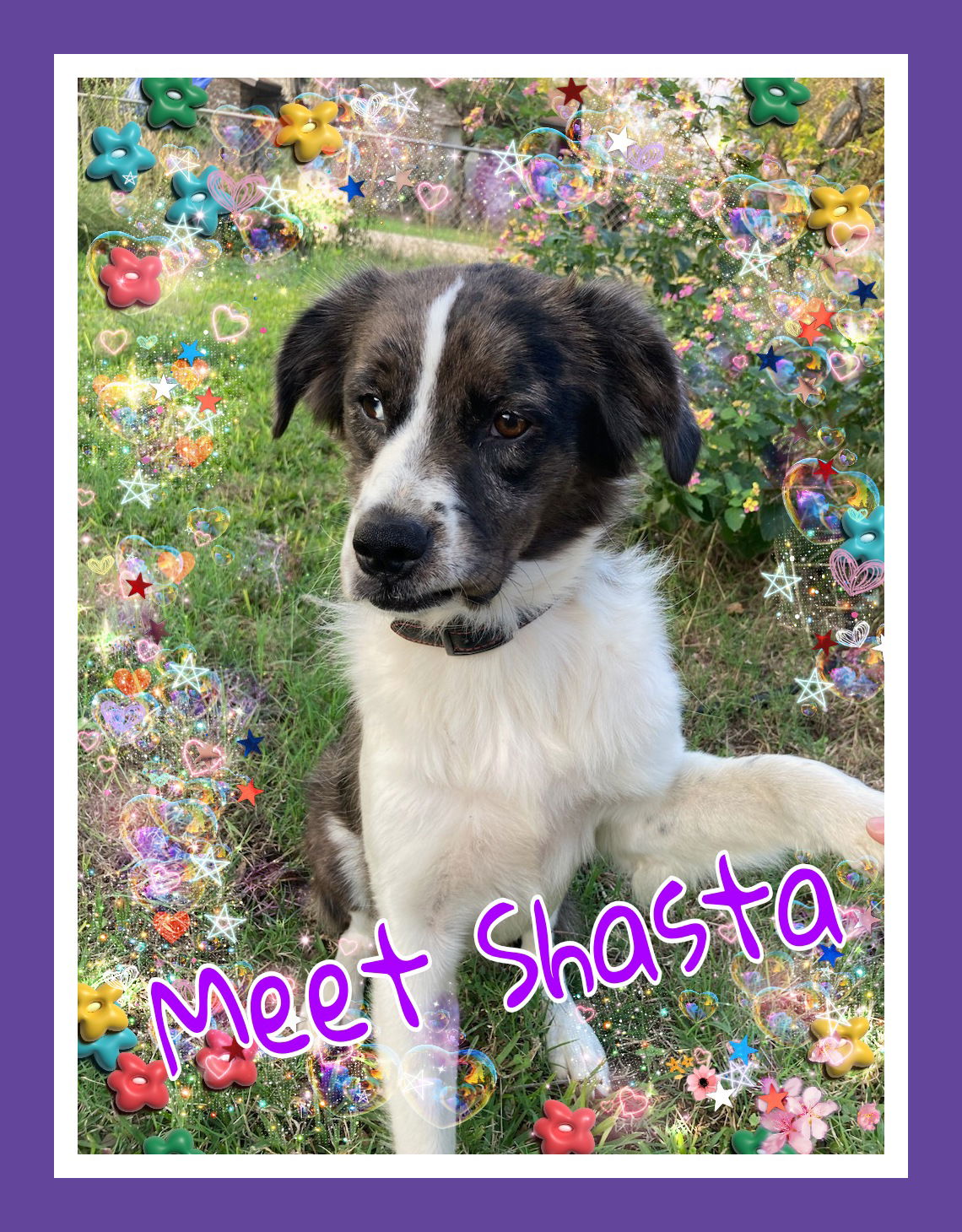 adoptable Dog in Lakehills, TX named Shasta