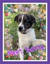 adoptable Dog in lakehills, TX named Shasta