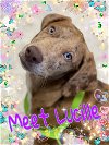 adoptable Dog in  named Lucille