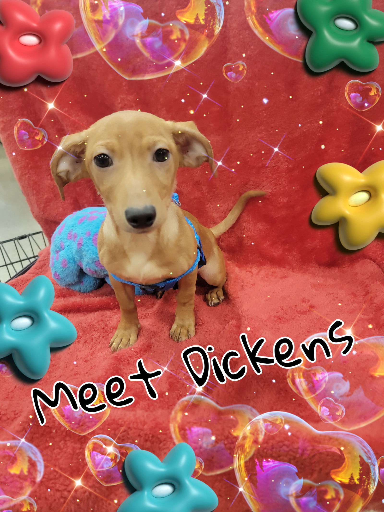 adoptable Dog in Lakehills, TX named Dickens