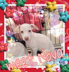 nova