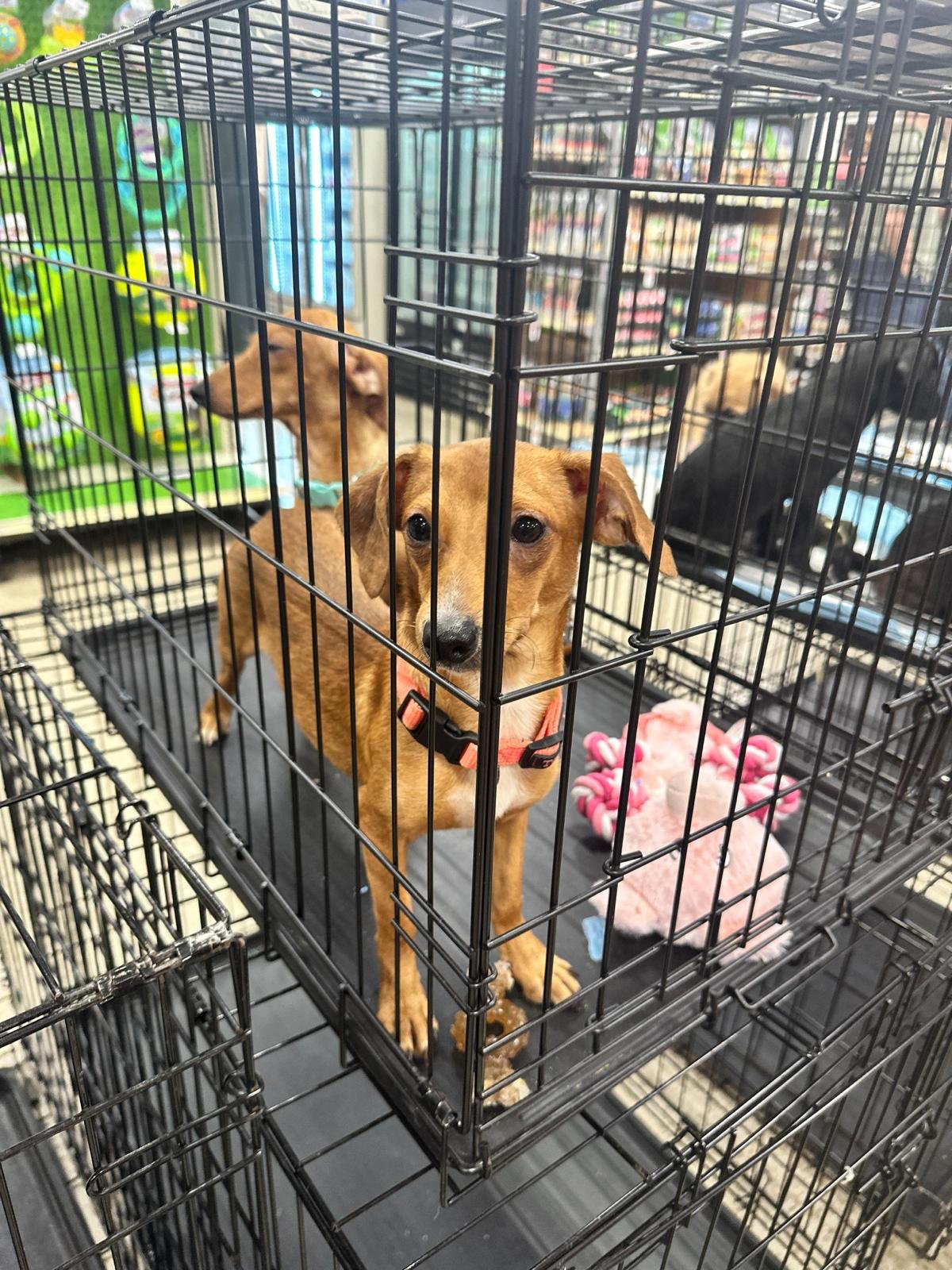 adoptable Dog in Lakehills, TX named juna