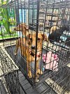 adoptable Dog in lakehills, TX named juna