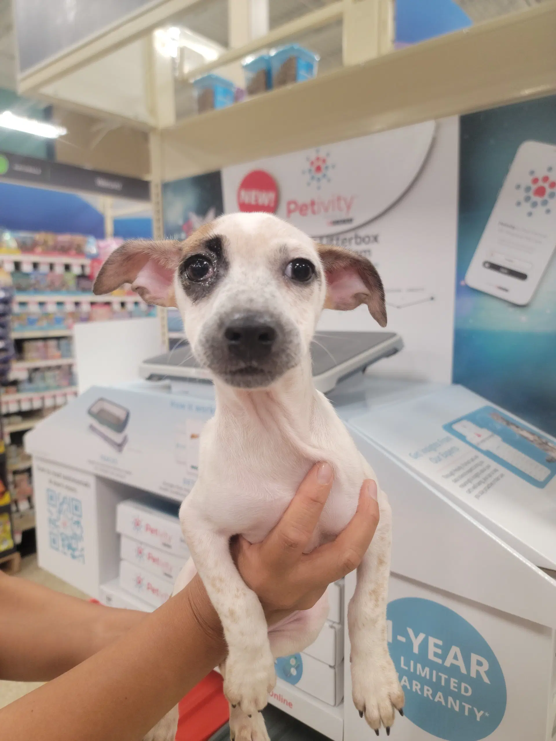 Nia - Jack Russell Terrier (Parson Russell Terrier)