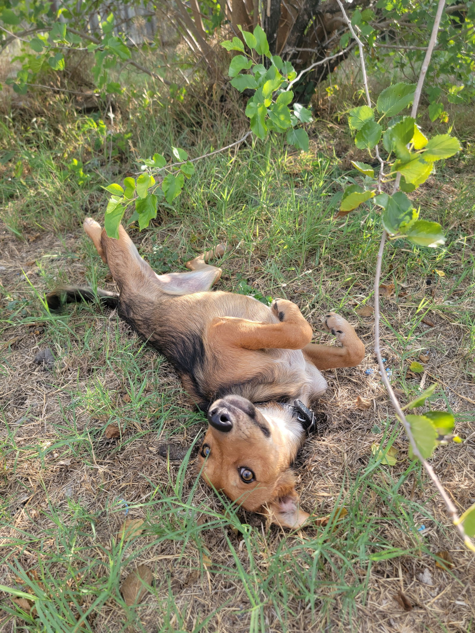 adoptable Dog in Lakehills, TX named Polly