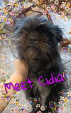 Cidia