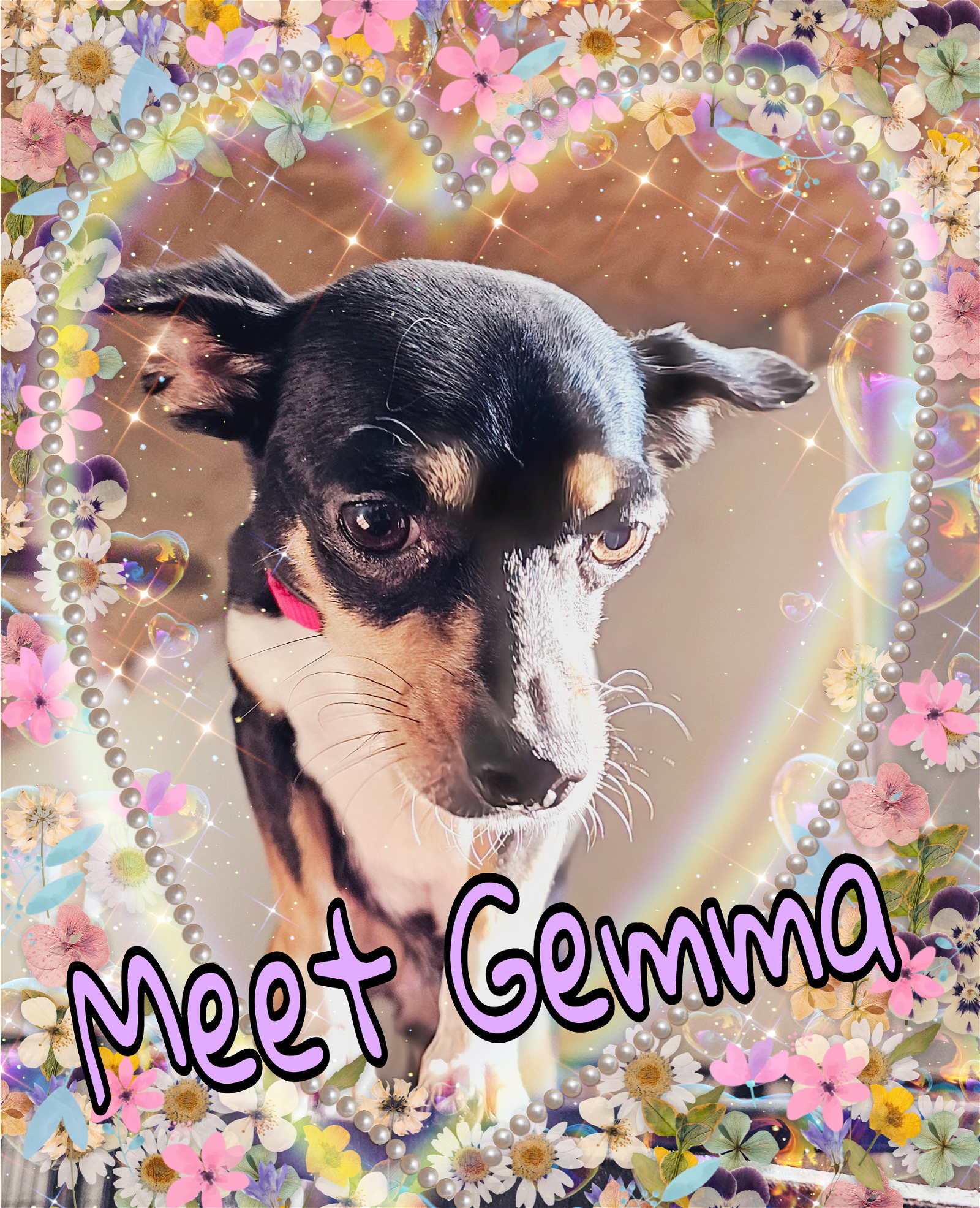 adoptable Dog in Lakehills, TX named Gemma
