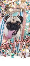adoptable Dog in lakehills, TX named Moxie
