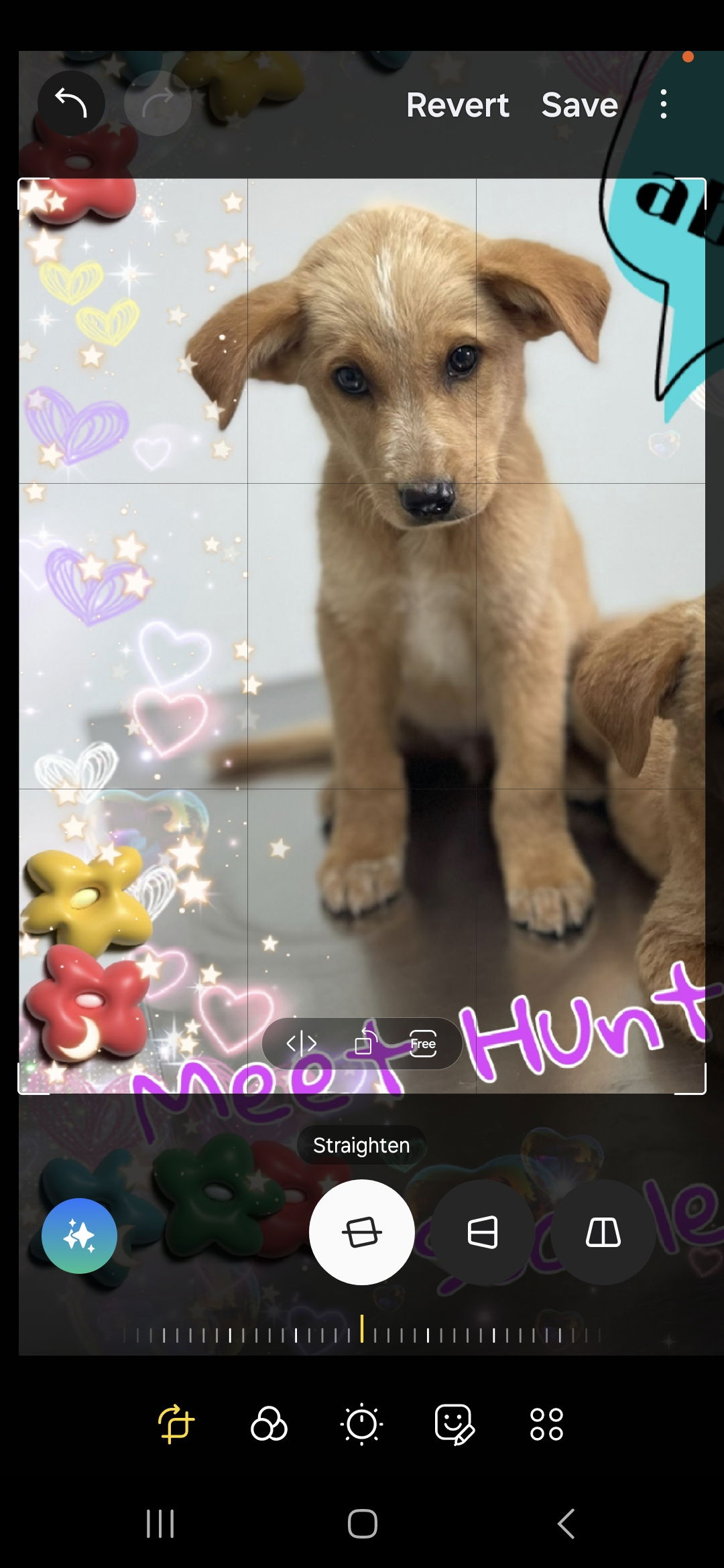 adoptable Dog in Lakehills, TX named Hunter